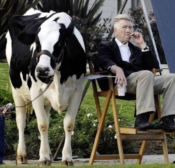 David Lynch seduto sul set accanto a una mucca